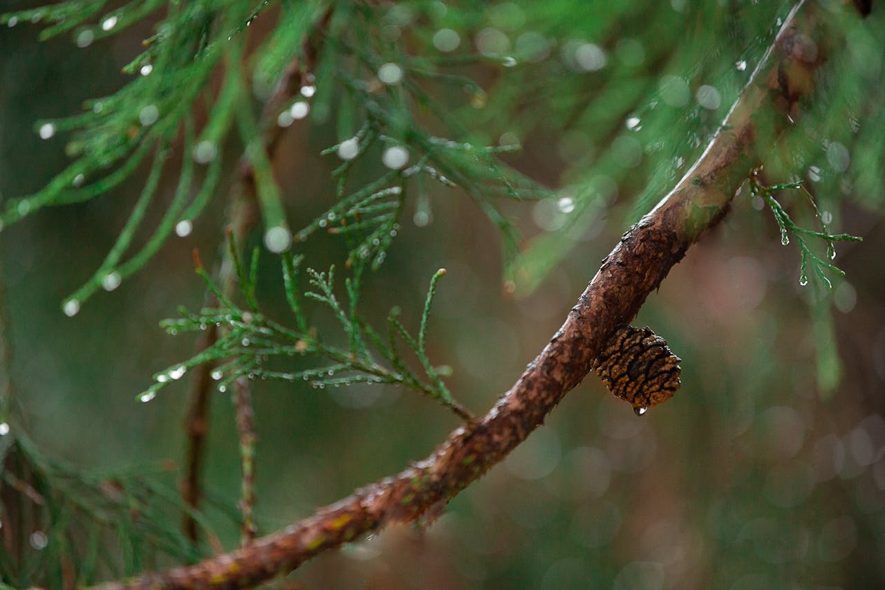 Macro shot of an evergreen branch with dewdrops and pine cone. A serene woodland scene.