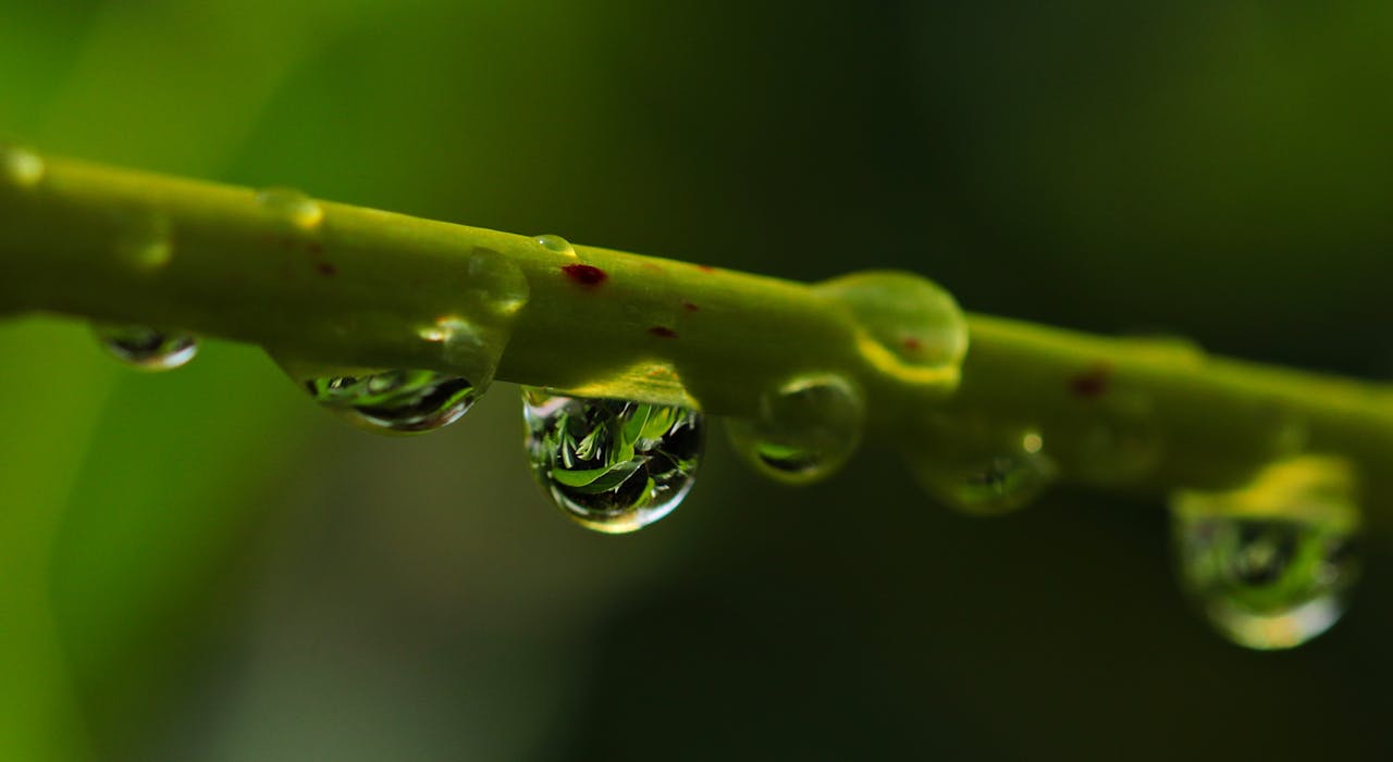 Close-up of dew drops on a stem with a vibrant green background.